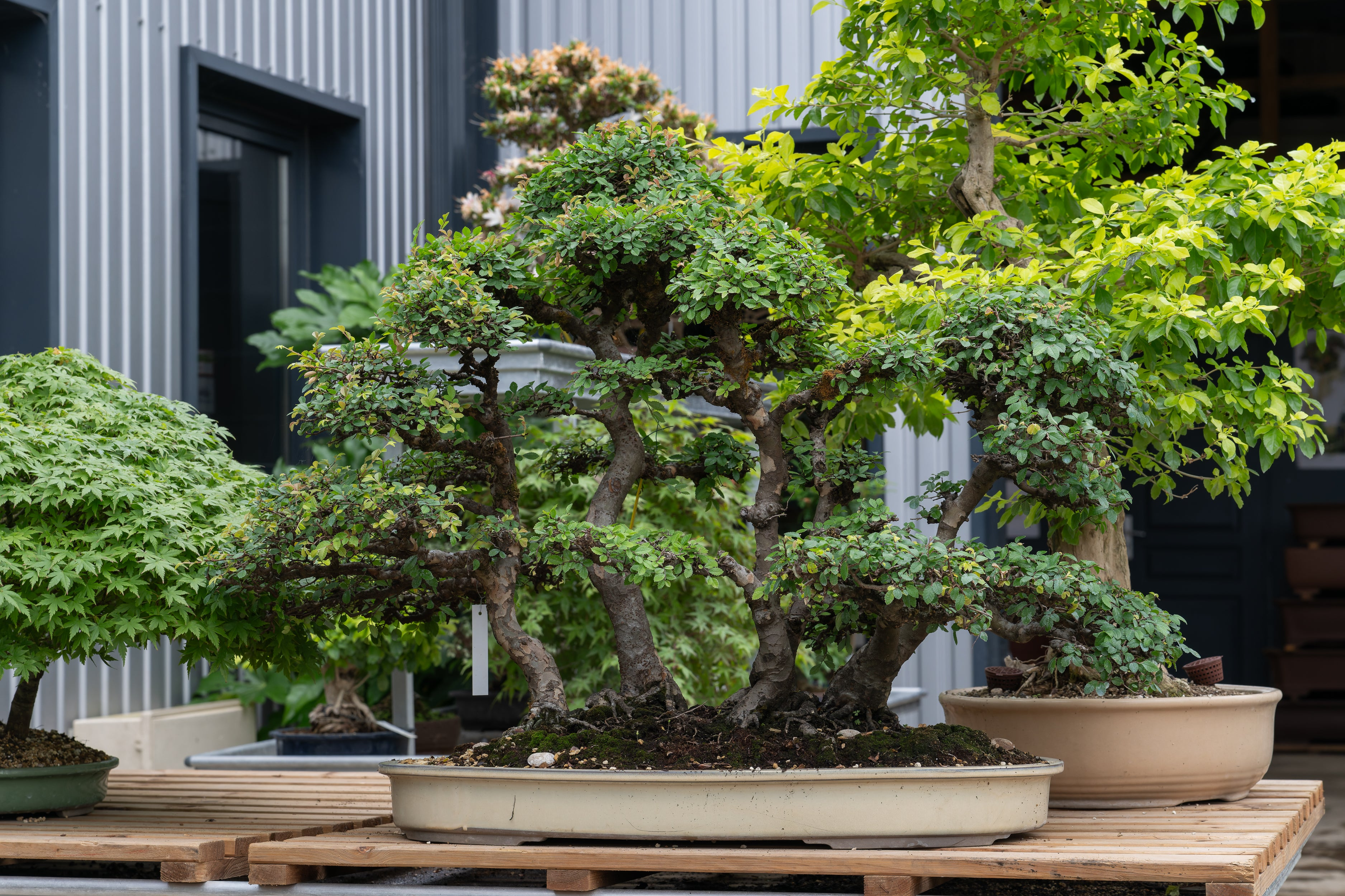 Bonsaïs et autres plantes