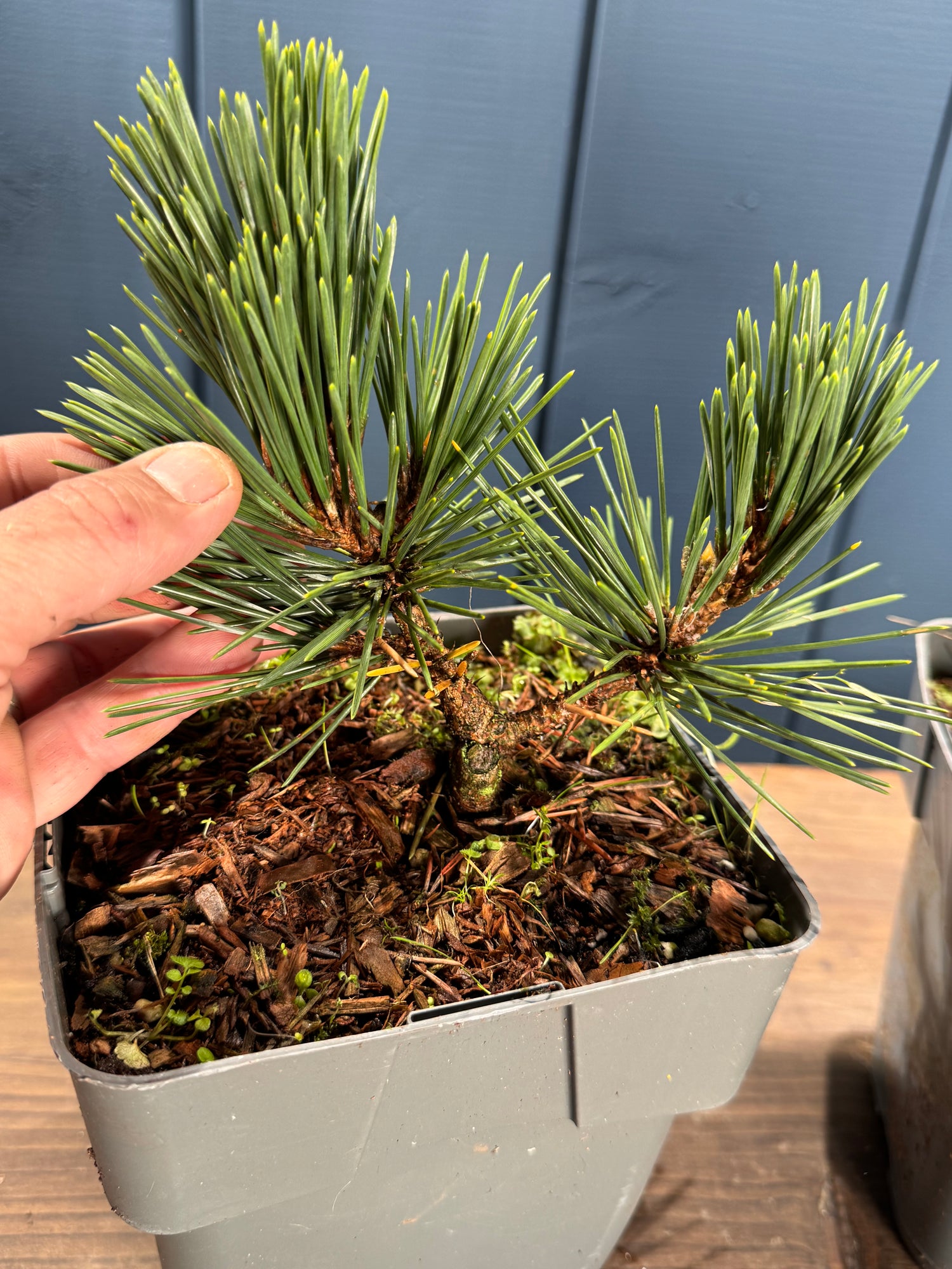 Pinus « Kotobuki »
