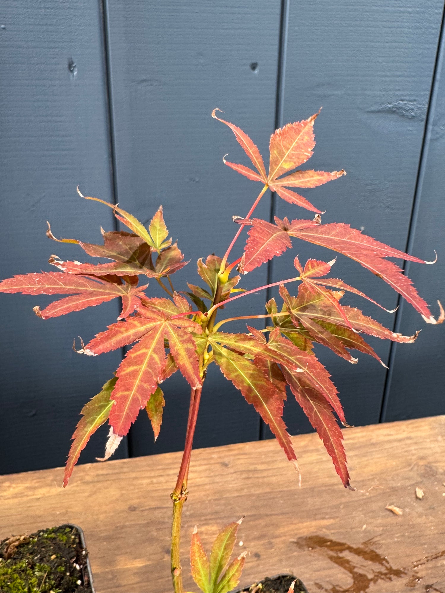 Acer palmatum 'Atropurpureum' (Erable du Japon pourpre)