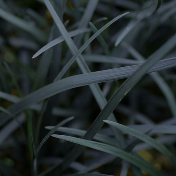 OPHIOPOGON planiscapus 'Niger'