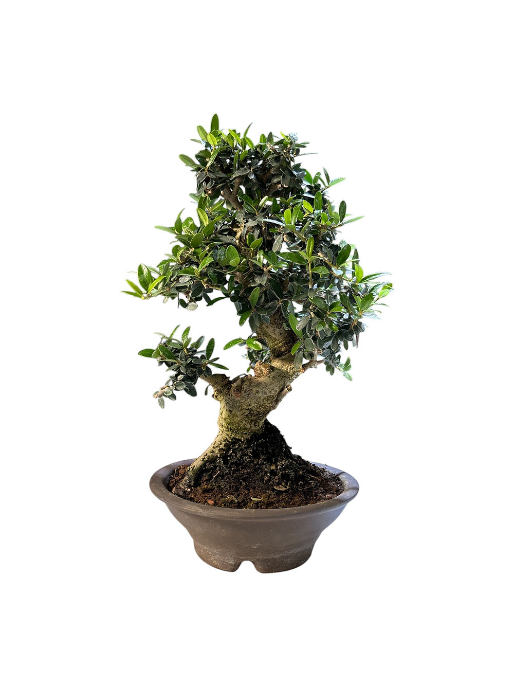 Olea sylvestris (Olivier sauvage)