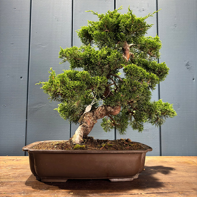 Juniperus chinensis itoigawa