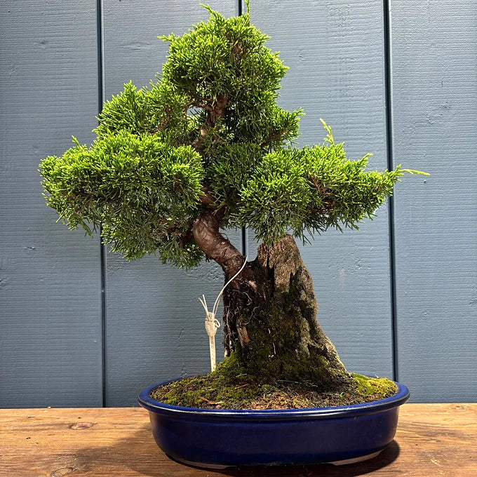 Juniperus chinensis itoigawa sur roche