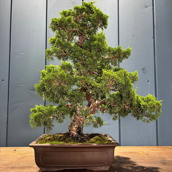 Juniperus chinensis itoigawa