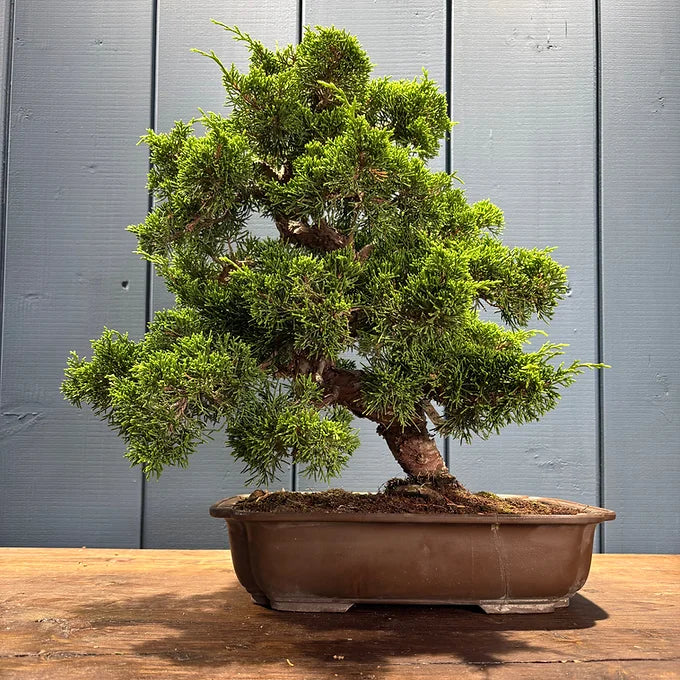 Juniperus chinensis itoigawa