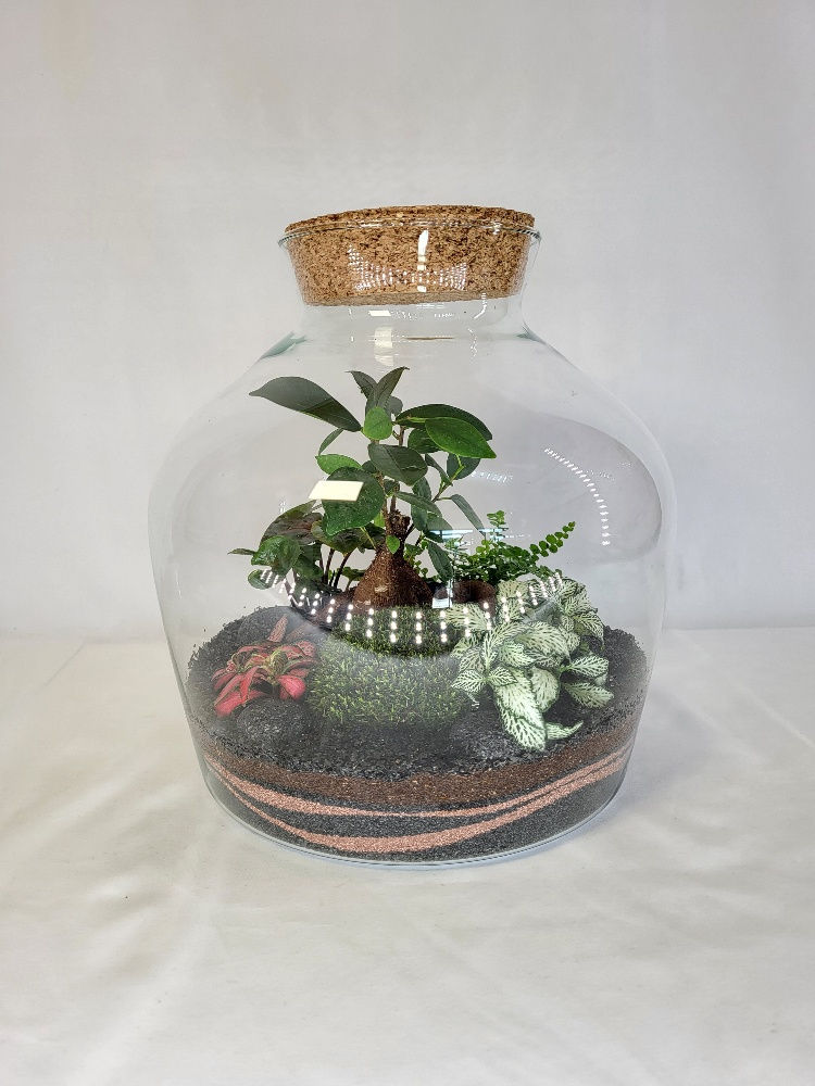 Terrarium Alicante