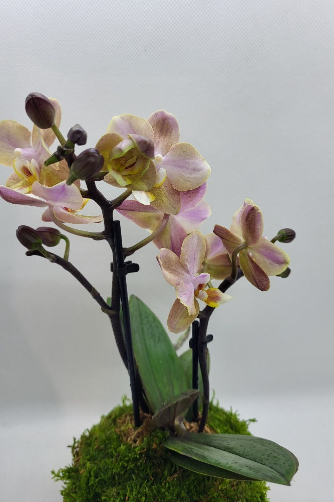 Kokedama Mini-Orchidée