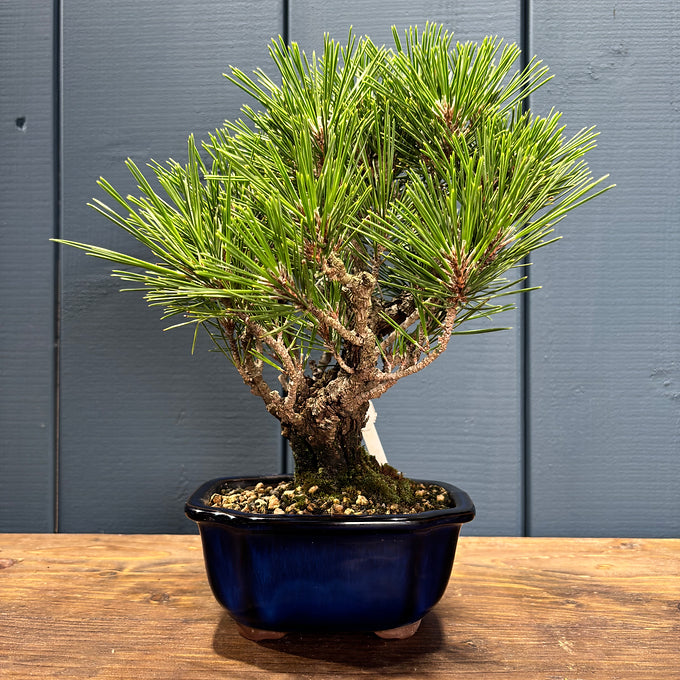 Pinus thunbergii corticosa