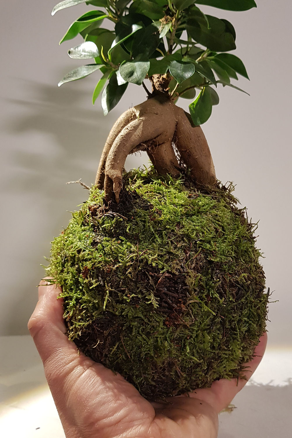 Kokedama Ficus Ginseng