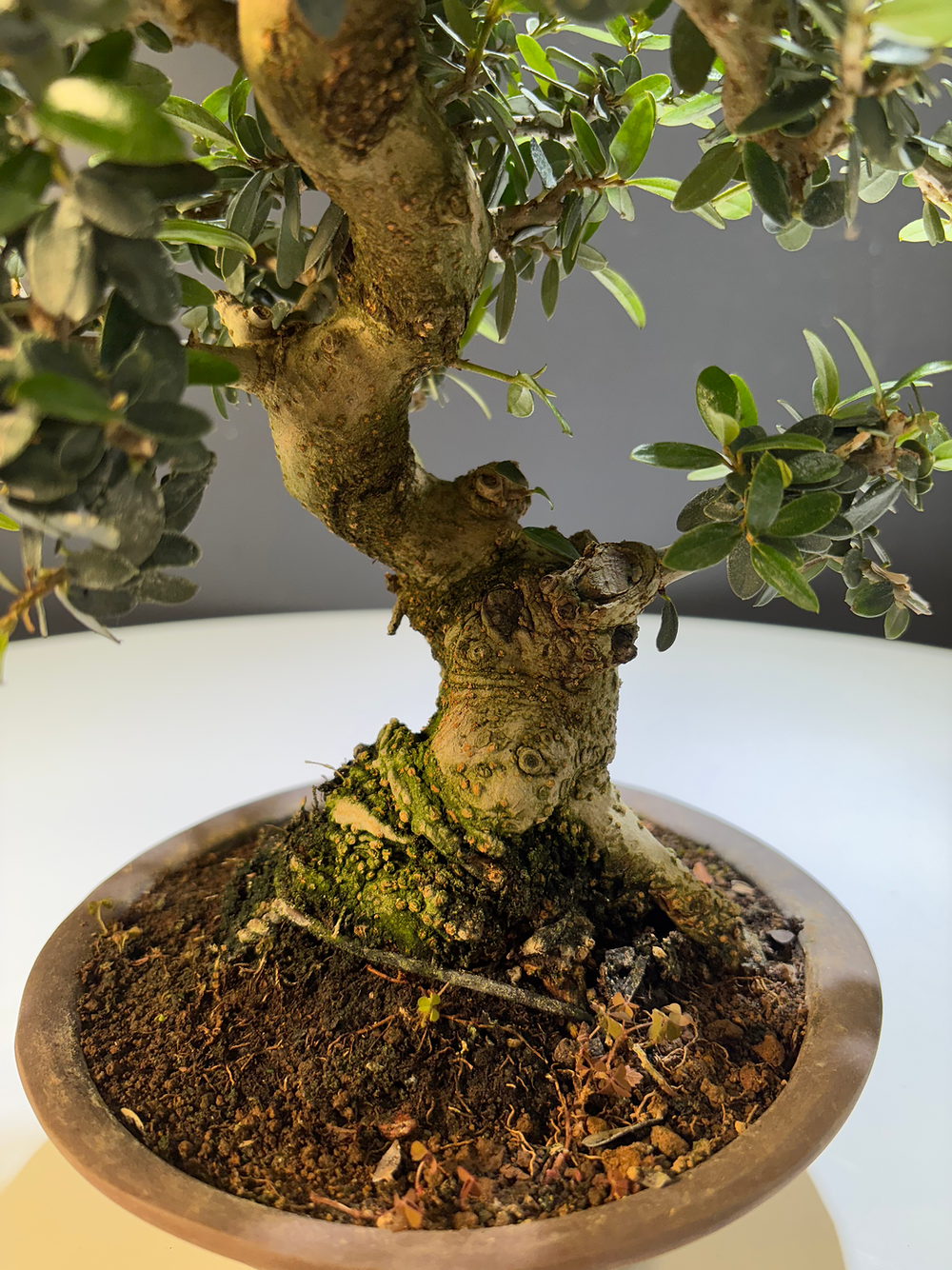 Olea sylvestris (Olivier sauvage)