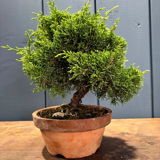 Juniperus chinensis itoigawa