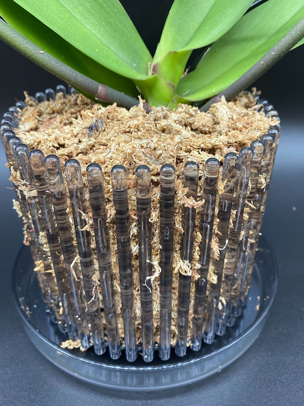 Pot orchidées Orchitop® - Taille S