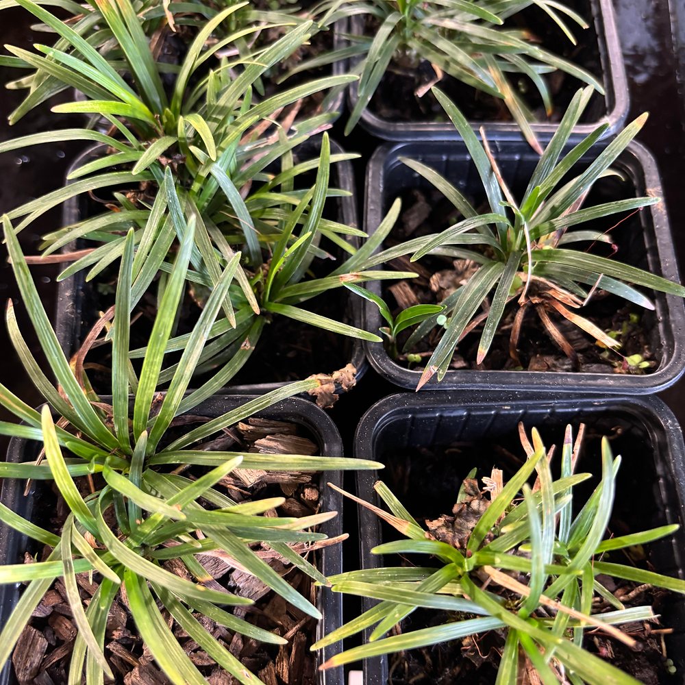 OPHIOPOGON japonicus 'Minor'