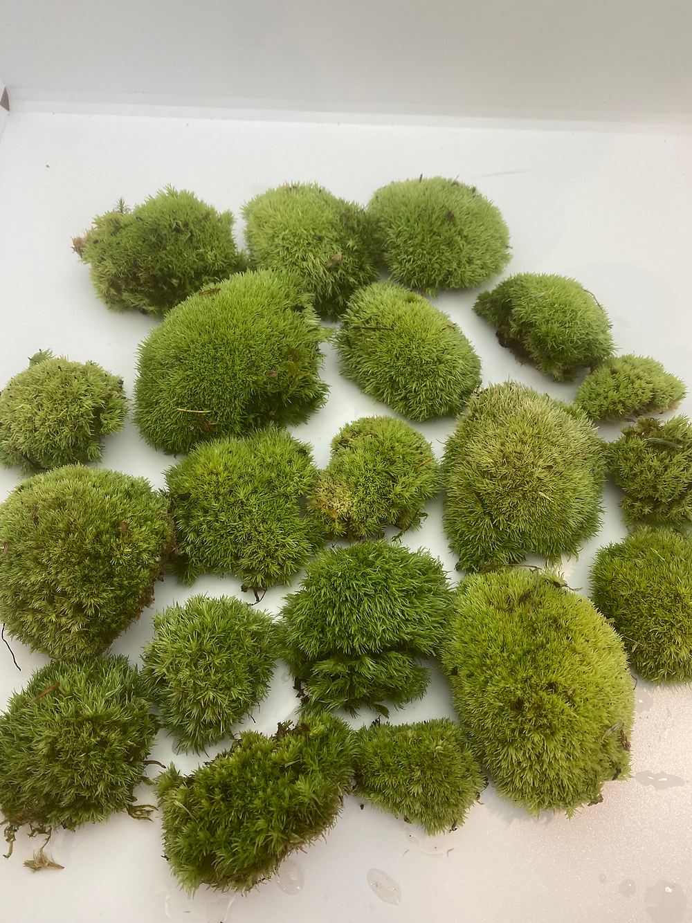 Mousse boule naturelle vivante (Leucobryum glaucum)