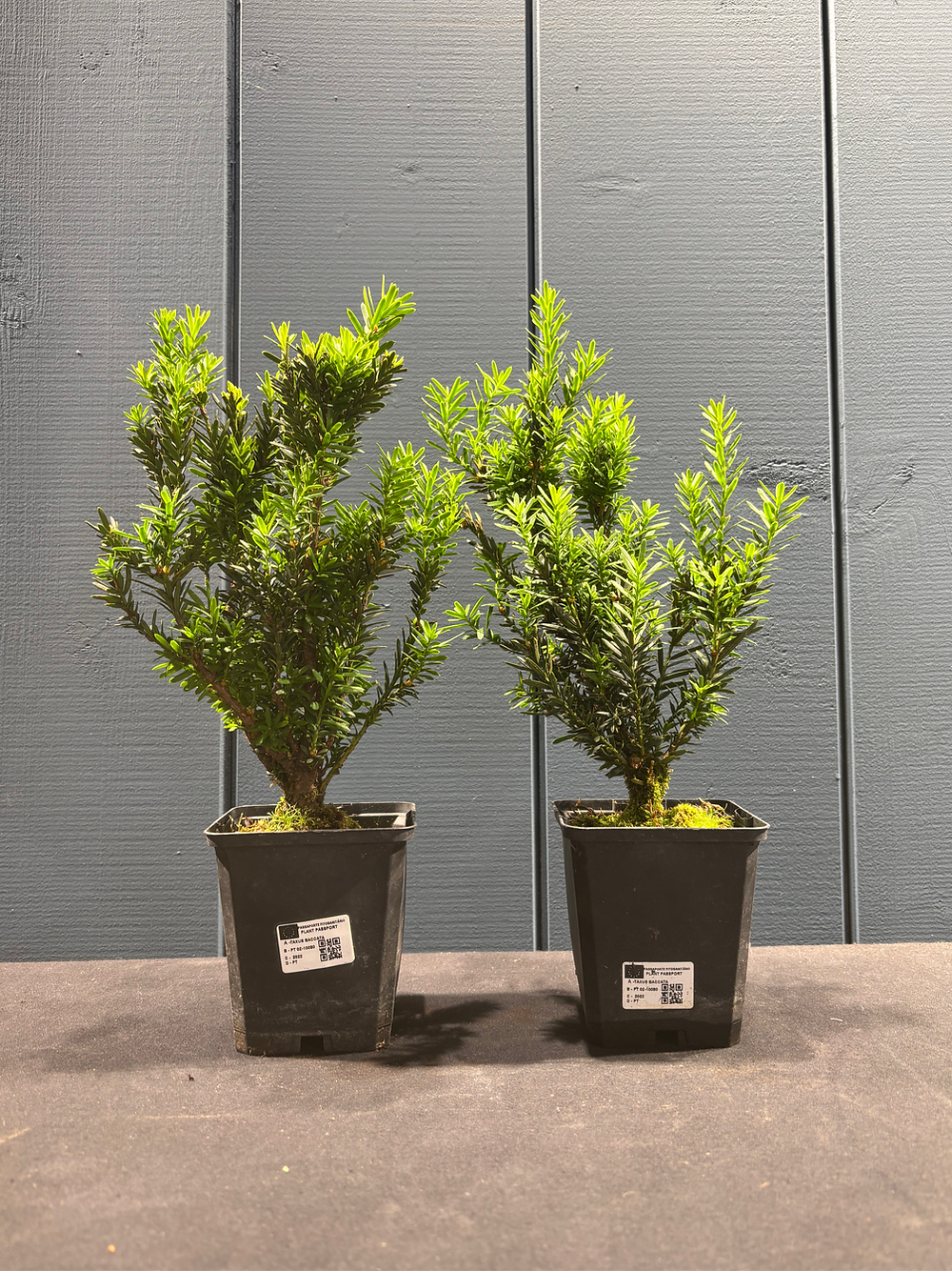 Taxus baccata (If commun)