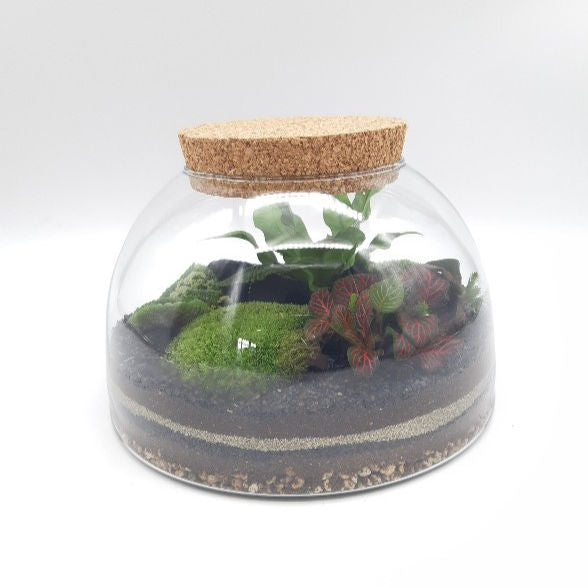 Terrarium Bombay