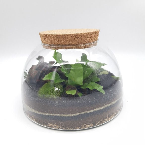 Terrarium Bombay