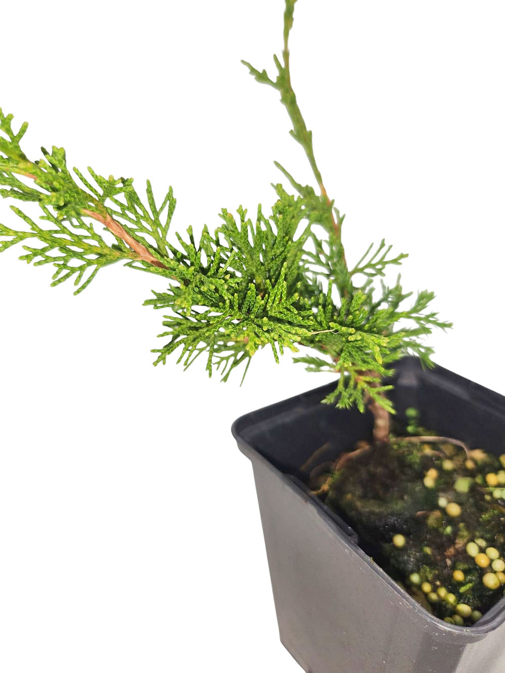 Juniperus chinensis 'Itoigawa'