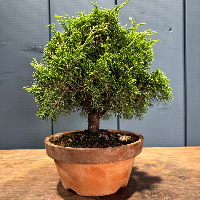 Juniperus chinensis itoigawa