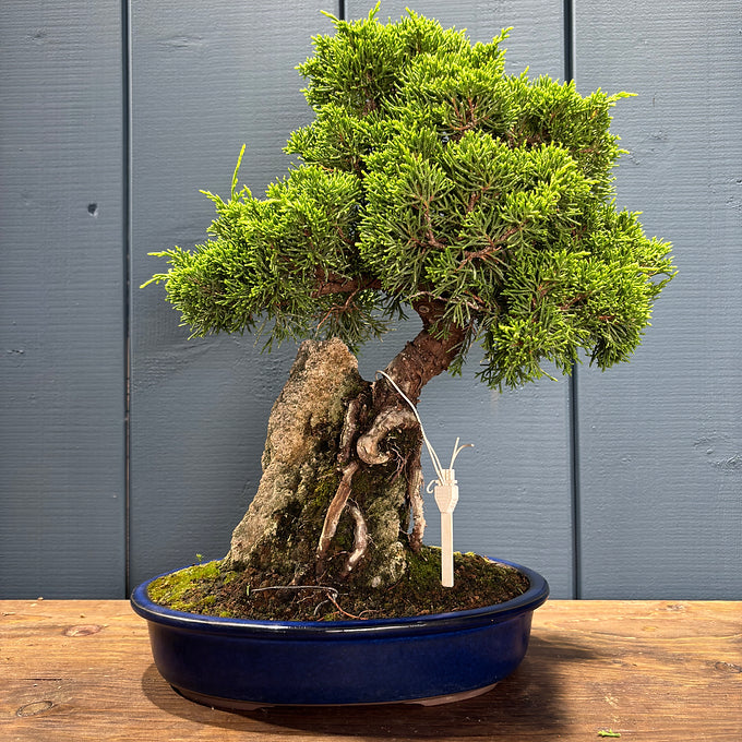 Juniperus chinensis itoigawa sur roche