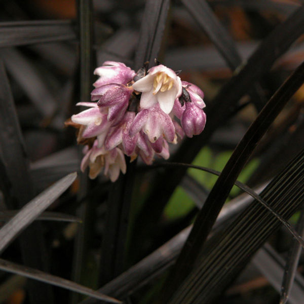 OPHIOPOGON planiscapus 'Niger'