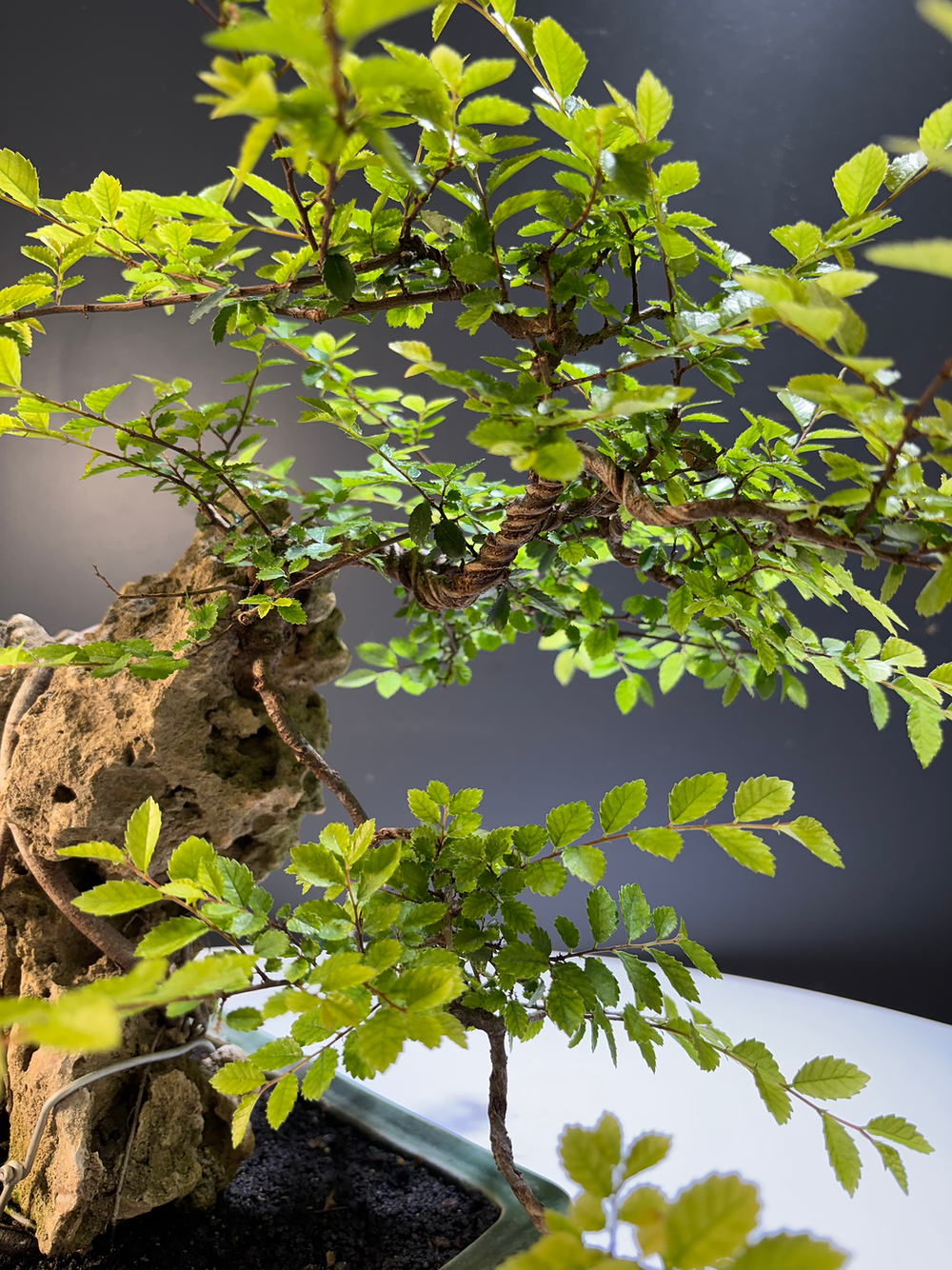 Zelkova parvifolia sur roche (Orme de Chine)