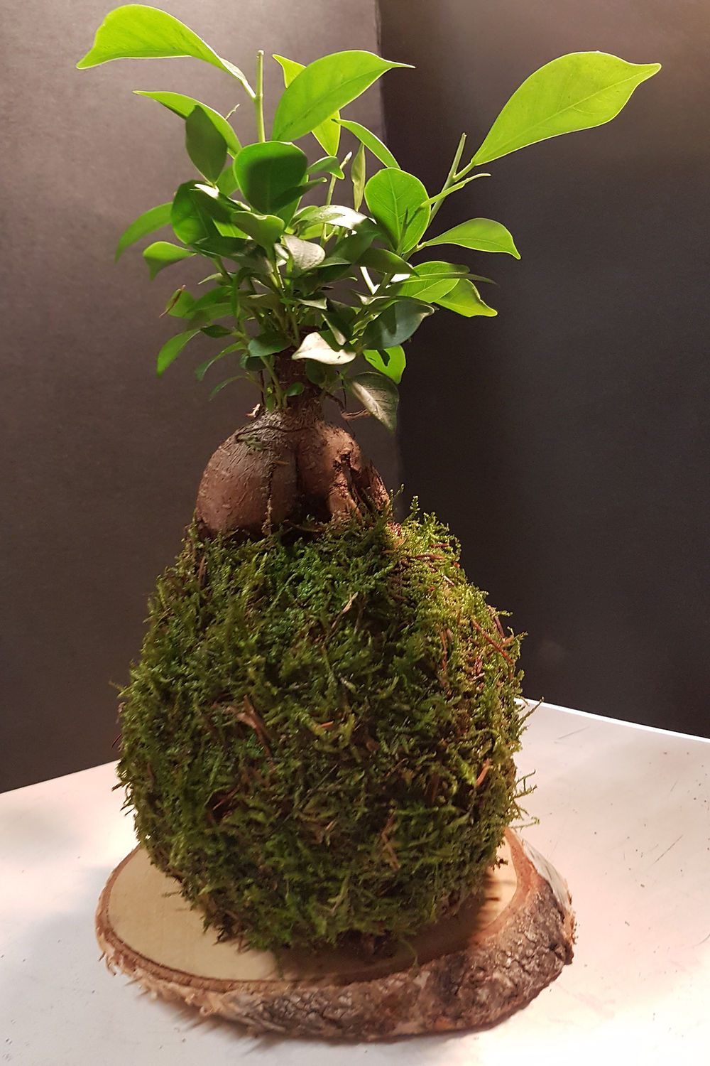 Kokedama Ficus Ginseng
