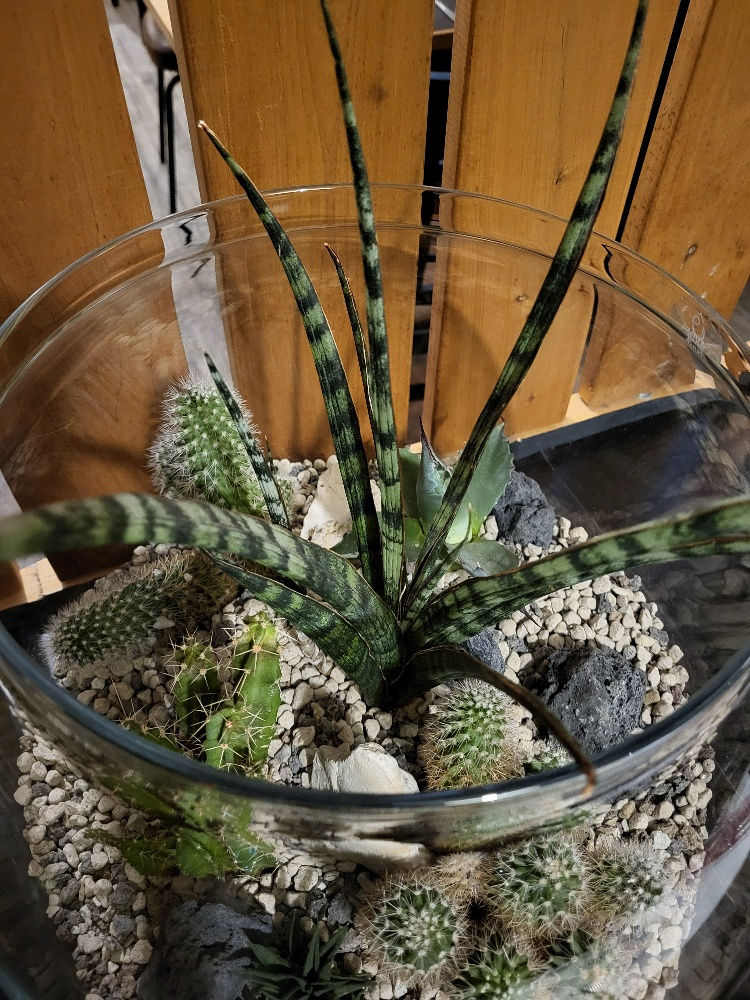 Terrarium Jakarta