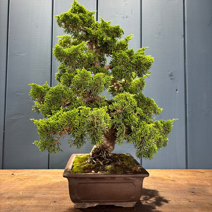 Juniperus chinensis itoigawa