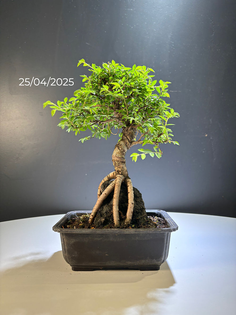 Ulmus parvifolia (Orme)