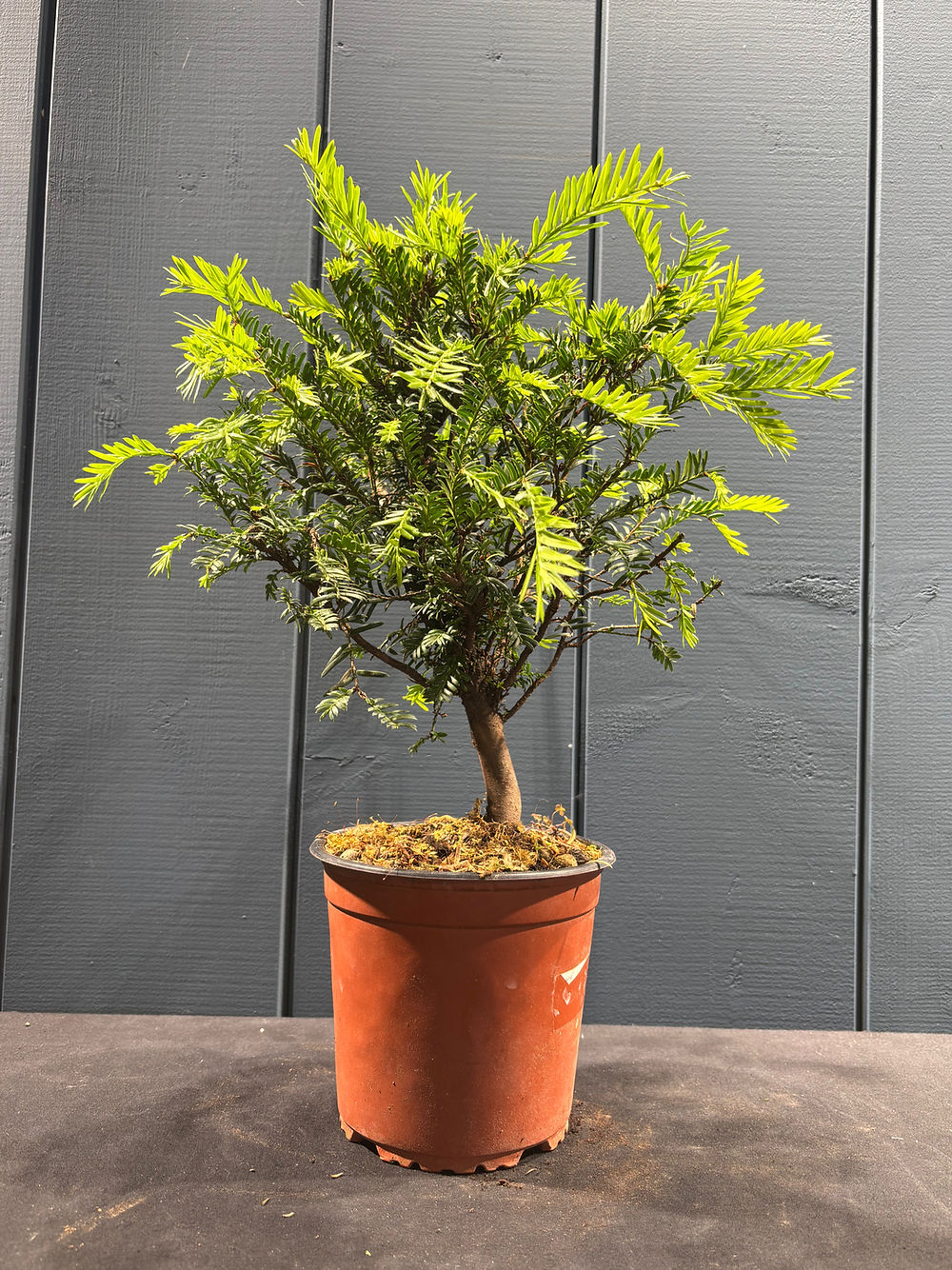 Taxus baccata (If commun)