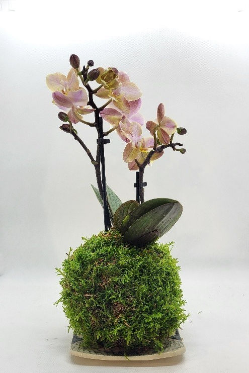 Kokedama Mini-Orchidée