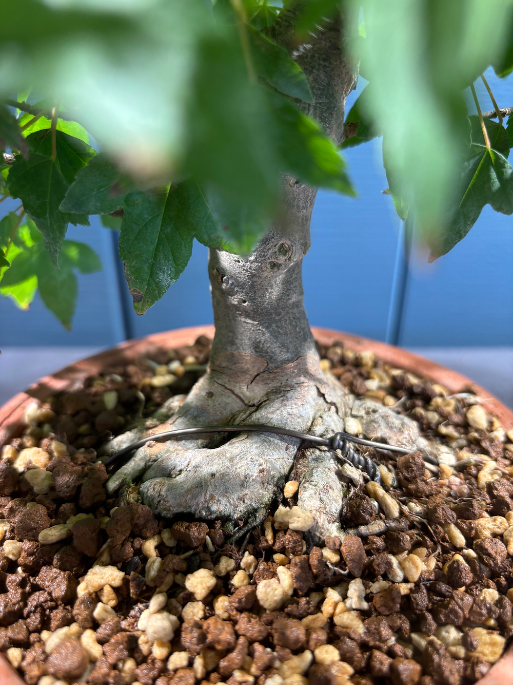 Acer buergerianum