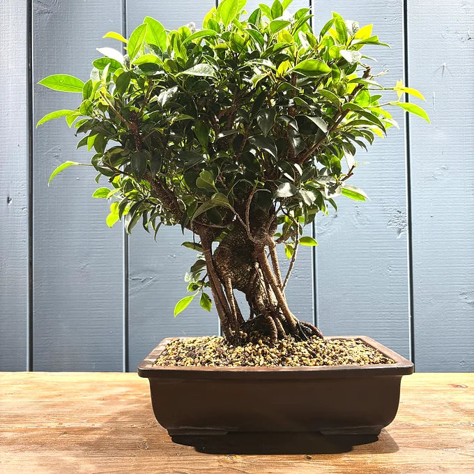 Bonsaï Ficus retusa 16 ans, hauteur 50cm avec pot céramique 8cm, photos juin 2025