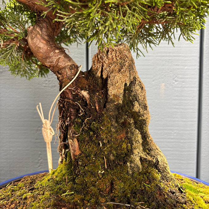 Juniperus chinensis itoigawa sur roche