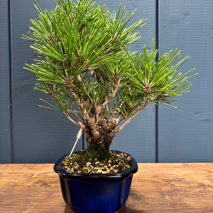 Pinus thunbergii corticosa