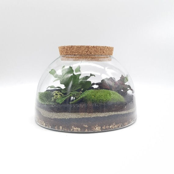 Terrarium Bombay
