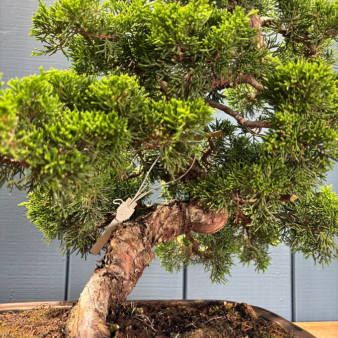 Juniperus chinensis itoigawa