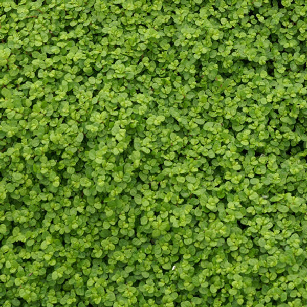 SOLEIROLIA soleirolii