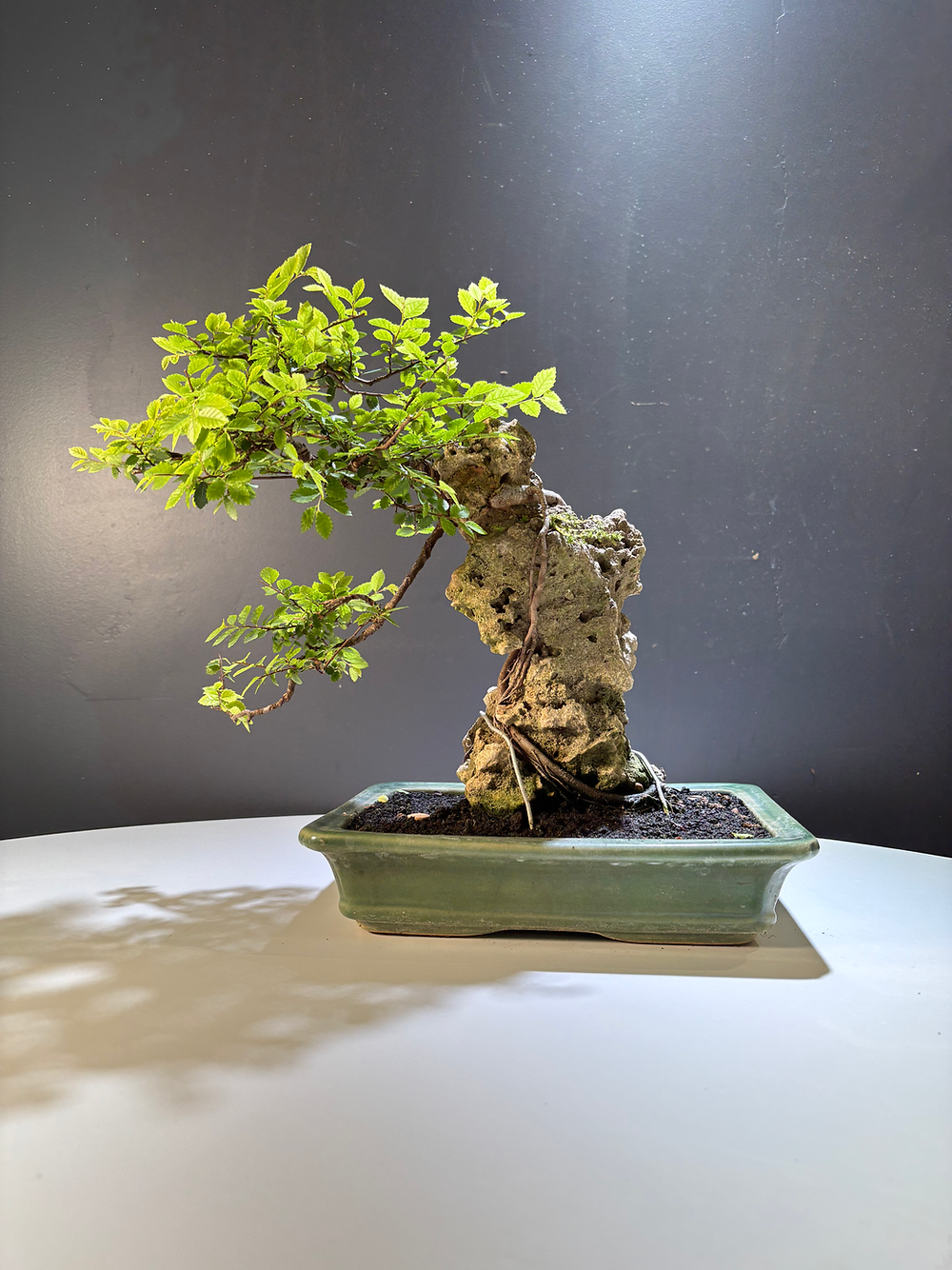 Zelkova parvifolia sur roche (Orme de Chine)