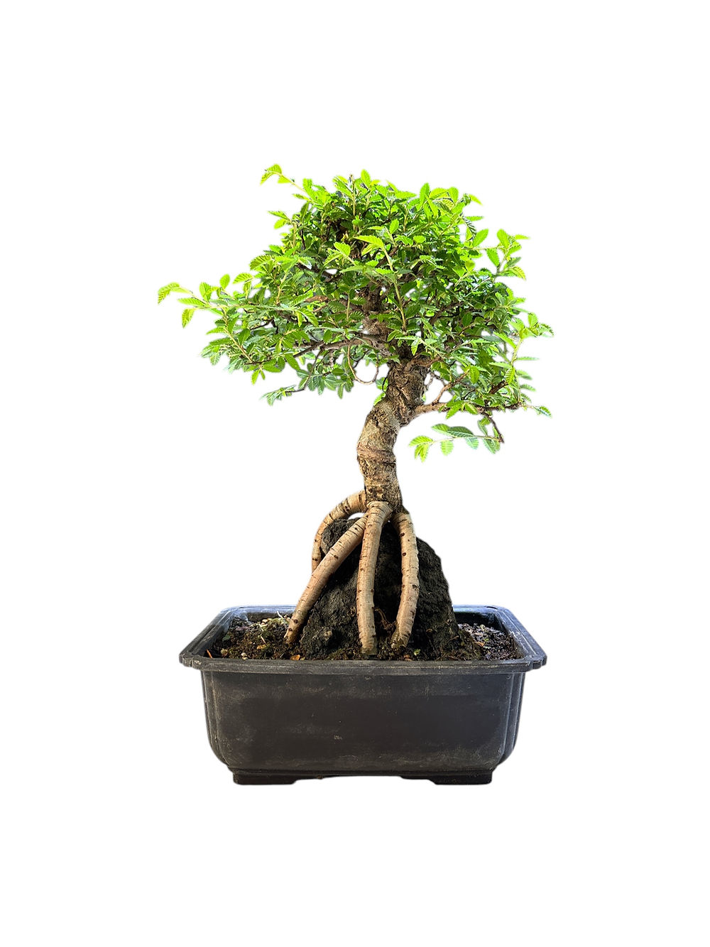 Ulmus parvifolia (Orme)