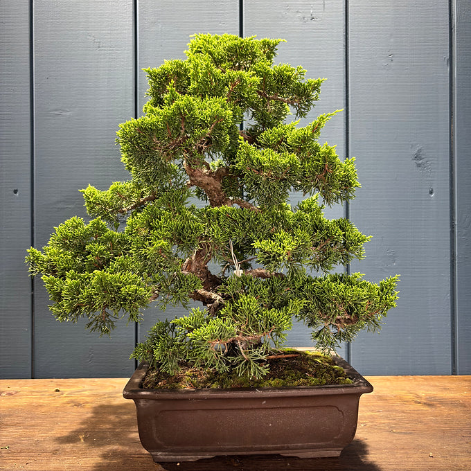 Juniperus chinensis itoigawa