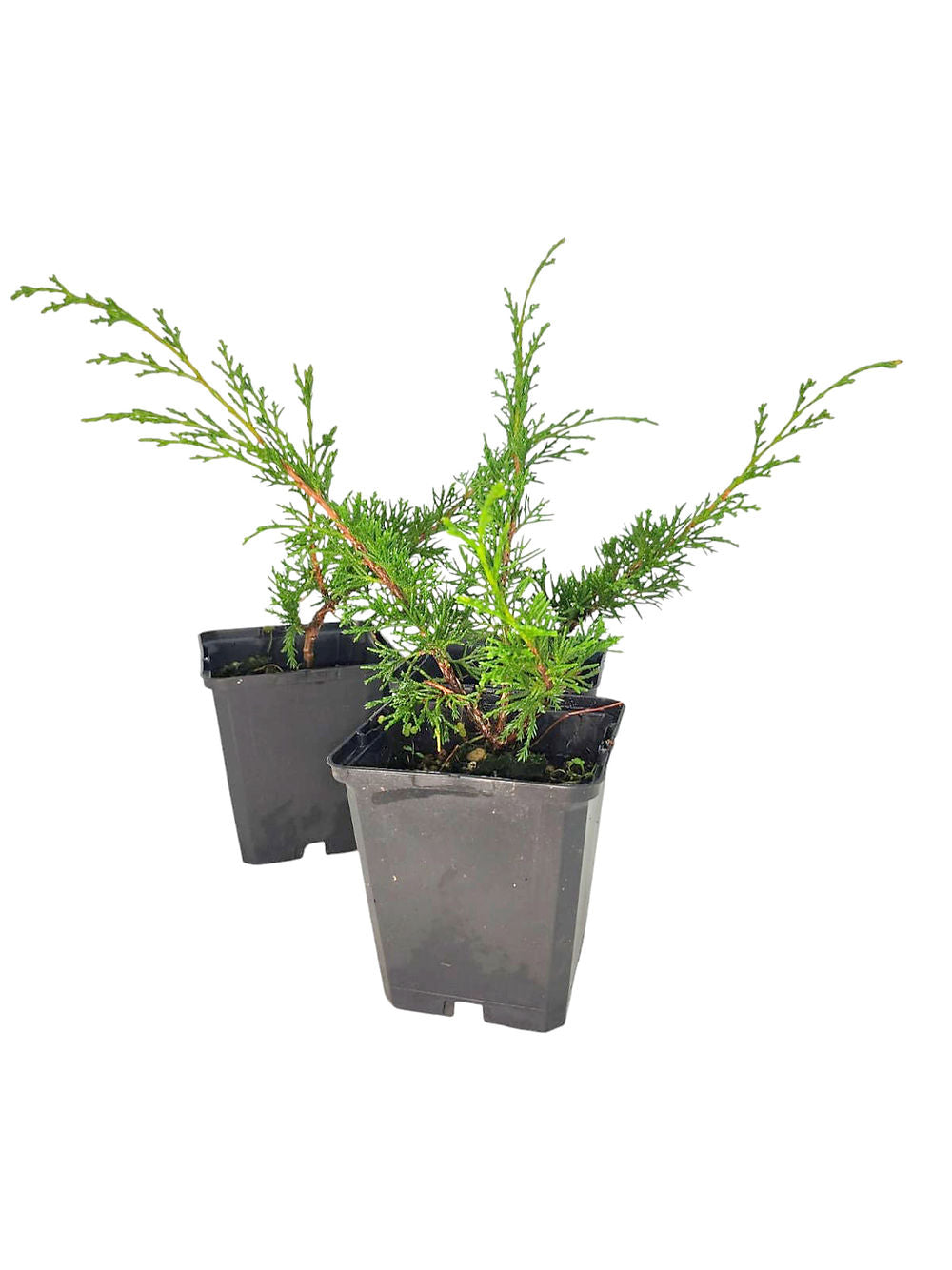 Juniperus chinensis 'Itoigawa'