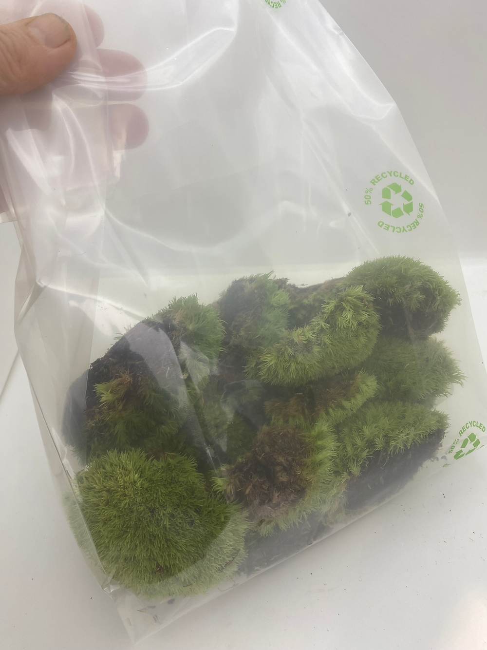 Mousse boule naturelle vivante (Leucobryum glaucum)