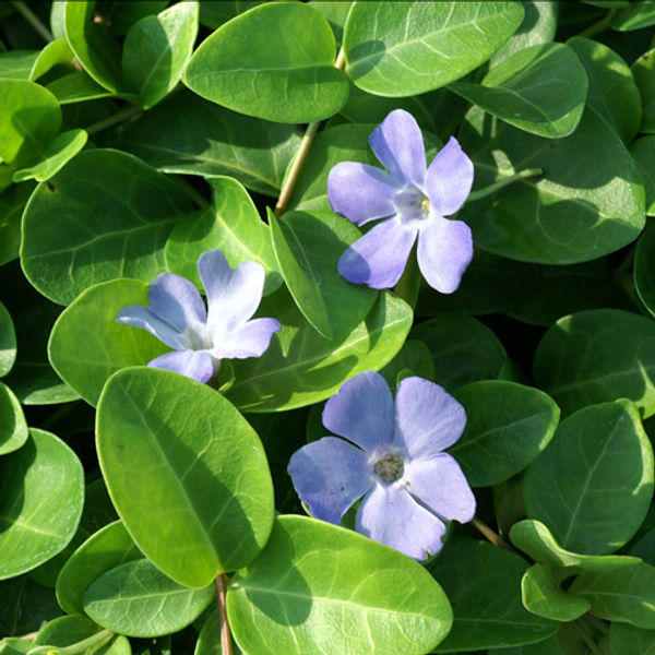 VINCA minor 'Grüner Teppich'