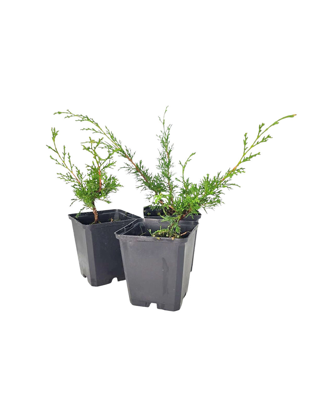 Juniperus chinensis 'Itoigawa'