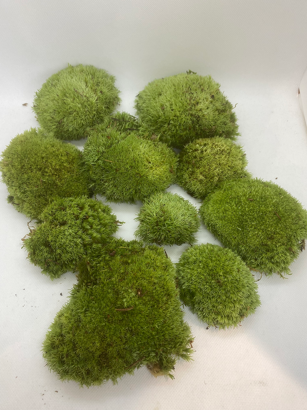 Mousse boule naturelle vivante (Leucobryum glaucum)