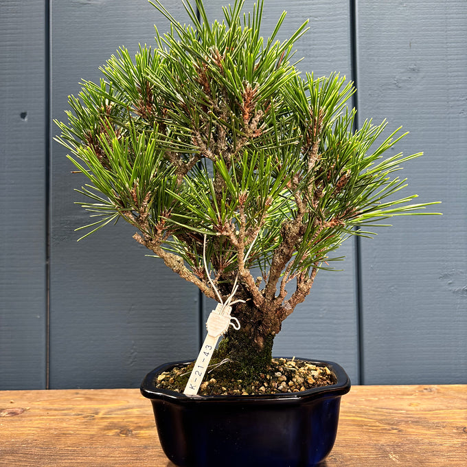 Pinus thunbergii corticosa