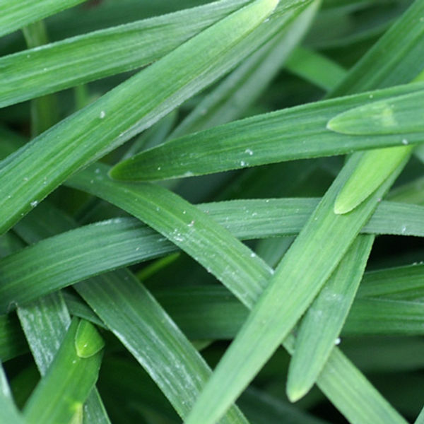 OPHIOPOGON japonicus 'Minor'
