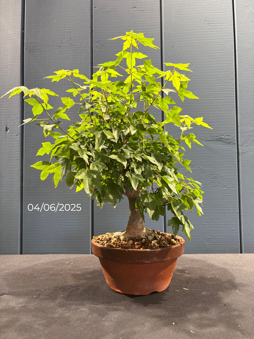 Acer buergerianum